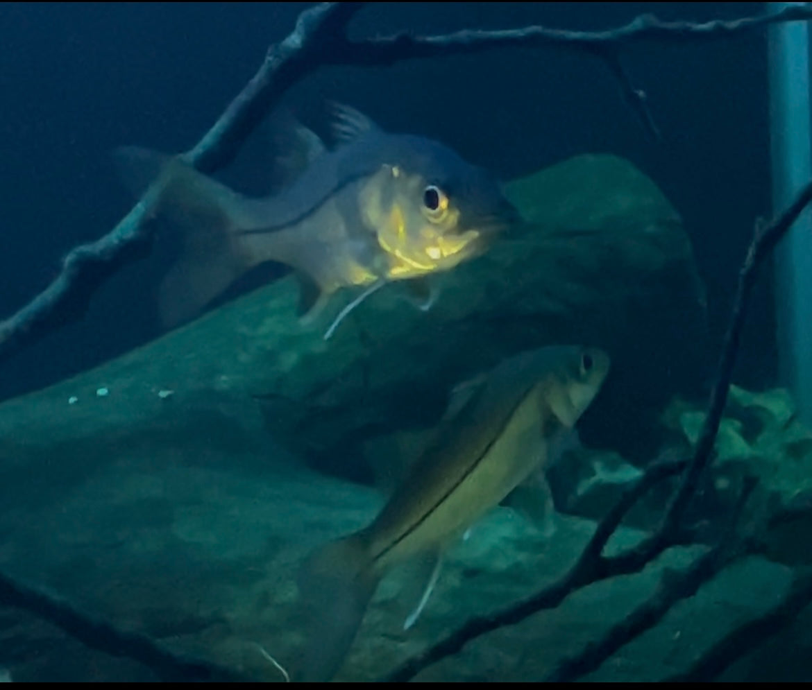 pacific swordspine snook 3-5.5 inch available. (12 inch max growth as adult over time) baby rare snook fish linesider