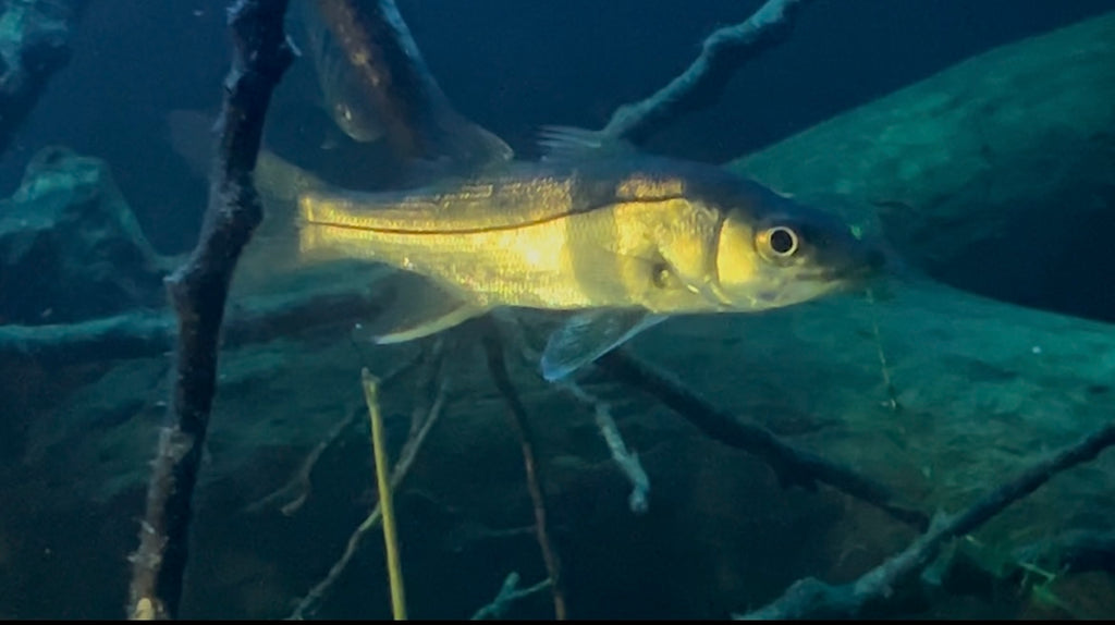 pacific swordspine snook 3-5.5 inch available. (12 inch max growth as adult over time) baby rare snook fish linesider