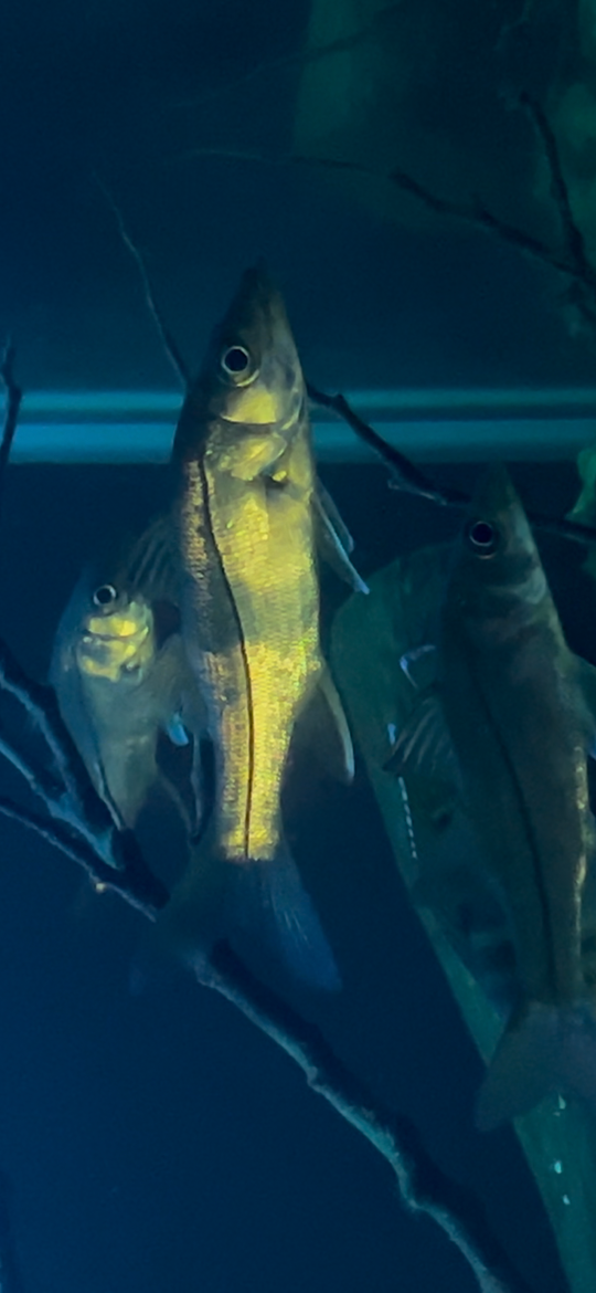 pacific swordspine snook 3-5.5 inch available. (12 inch max growth as adult over time) baby rare snook fish linesider